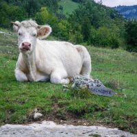 Rencontre sympathique et ruminante sur le chemin de Daladom Escalade sur la falaise de Presles