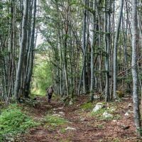 Randonnée ombragée dans la forêt des Coulmes Randonnée dans le Vercors