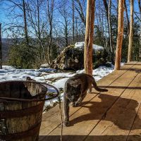 Attention, Topo est un farouche gardien de la cabane La cabane dans la forêt