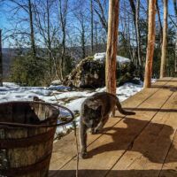 Attention, Topo est un farouche gardien de la cabane La cabane dans la forêt