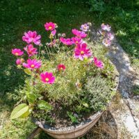les cosmos s'invitent partout, ici ils font bon ménage avec le thym Cosmos au jardin