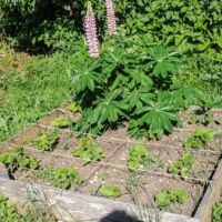 Après les salades, c'est au tour des haricots de pousser en bonne compagnie des lupins Potager en carrés, Presles en Vercors
