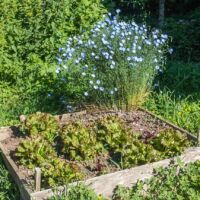 De jolies fleurs de lin pour donner bon moral aux salades Salades et lin au potager d'Entre Ciel et Pierres