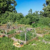Etat du jardin sans y avoir travaillé durant 2 semaines: on s'y retrouve grâce aux carrés qui délimitent bien les cultures Culture en carrés