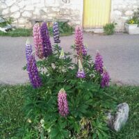 Nos généreux lupins Les lupins