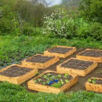 Nos carrés tout neufs attendent semis et plants La culture en carrés