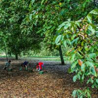 Le ramassage des noix, celles-là on les connait, elles sont délicieuses et bio Noix de Grenoble
