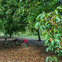 Le ramassage des noix, celles-là on les connait, elles sont délicieuses et bio Noix de Grenoble