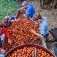 Le triage des noix en famille Noix de Grenoble