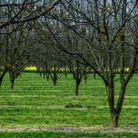 Noyeraie aux alentours de Saint Marcellin Noyeraie du pays de Grenoble