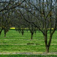 Noyeraie aux alentours de Saint Marcellin Noyeraie du pays de Grenoble