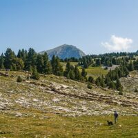 Un berger avec son troupeau et son chien sur les hauts plateaux du Vercors Hauts Plateaux du Vercors