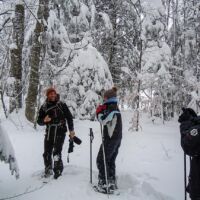 Dans la forêt des Coulmes Randonnée en raquettes
