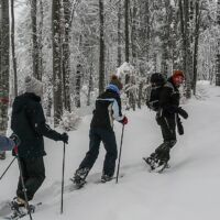 Suivez le guide sur les traces des animaux de la forêt des Coulmes Randonnée en raquettes dans la forêt des Coulmes