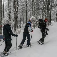 Suivez le guide sur les traces des animaux de la forêt des Coulmes Randonnée en raquettes dans la forêt des Coulmes