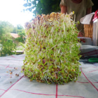 Les graines germées poussent durant le jeûne et seront un aliment de choix pour la reprise alimentaire