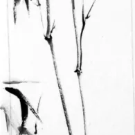 Bambou, 2025 peinture à l'encre, bambou